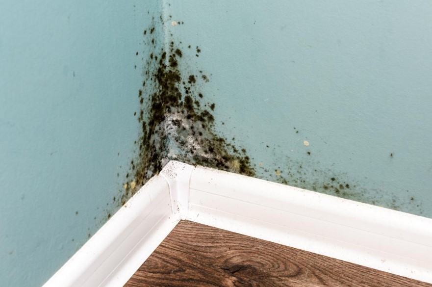 How to Prevent Mold in Your House